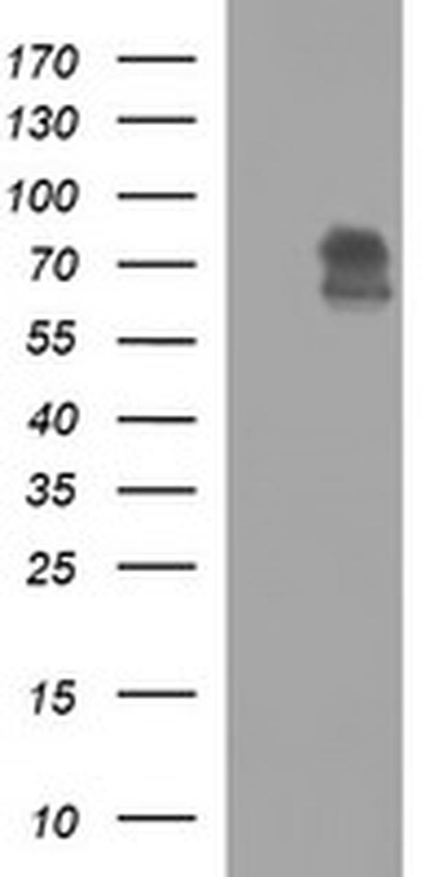 MADCAM1 Antibody in Western Blot (WB)