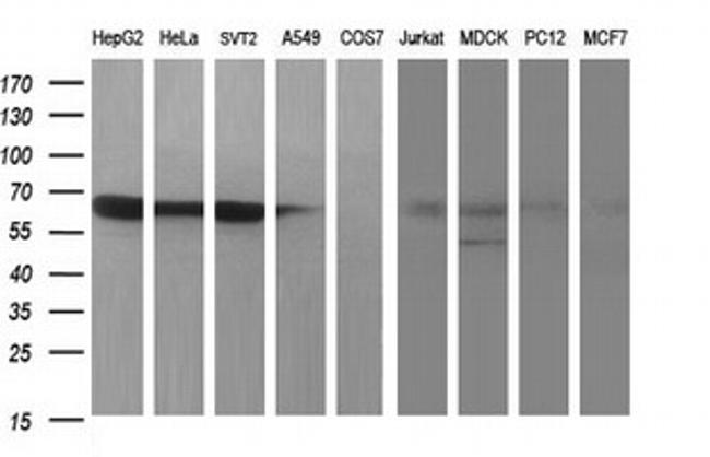 MADCAM1 Antibody in Western Blot (WB)