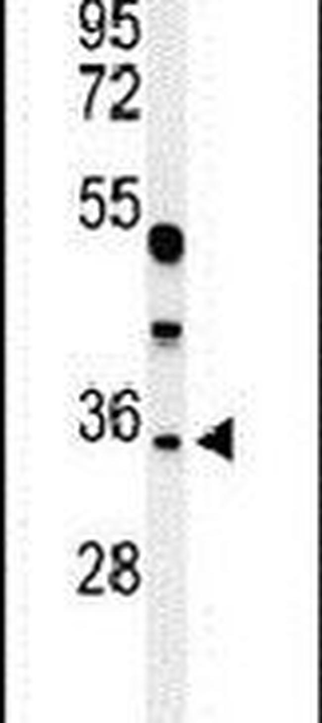 MAFA Antibody in Western Blot (WB)