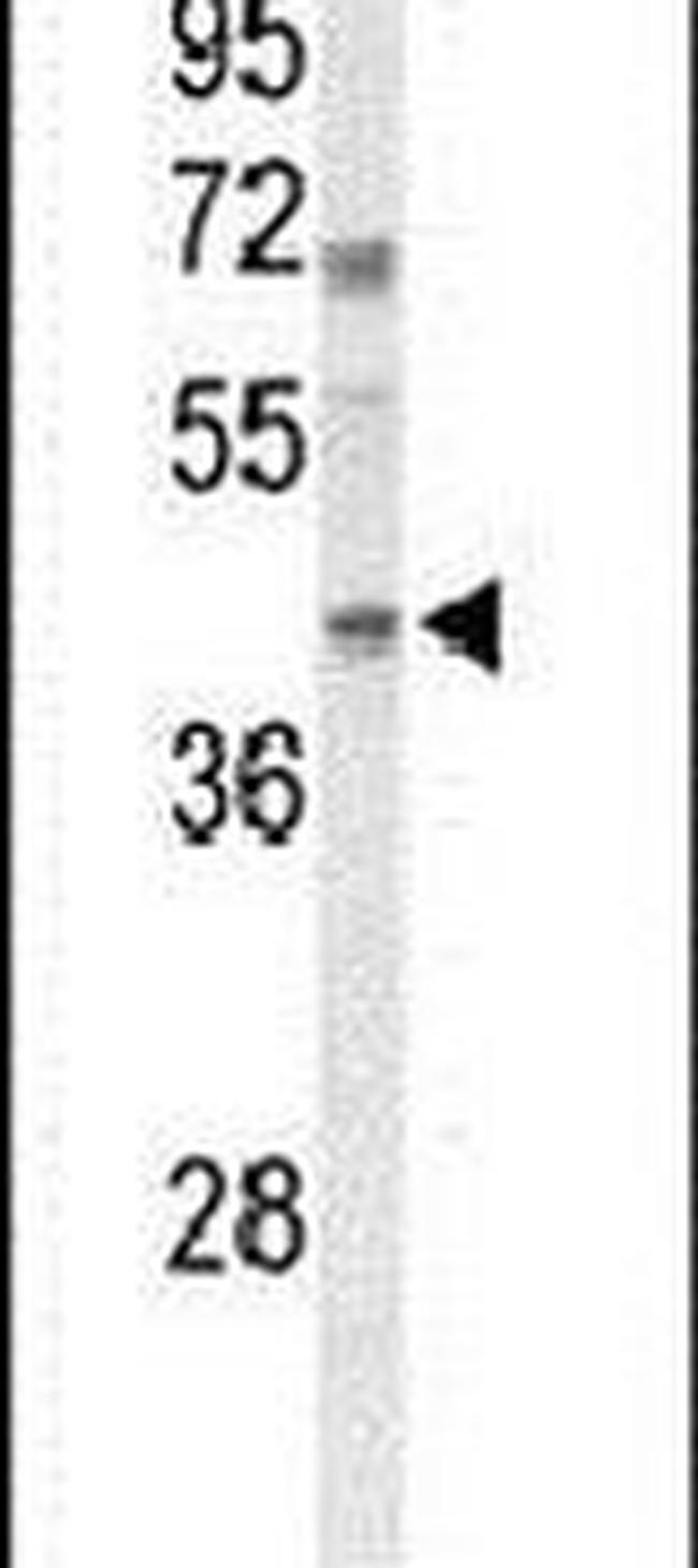 MAFA Antibody in Western Blot (WB)
