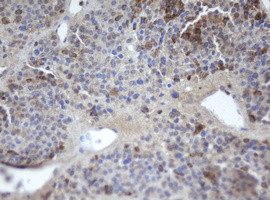 MAFB Antibody in Immunohistochemistry (Paraffin) (IHC (P))