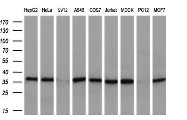 MAFB Antibody in Western Blot (WB)