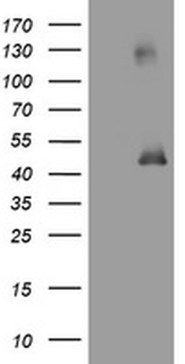 MAGEA3 Antibody in Western Blot (WB)