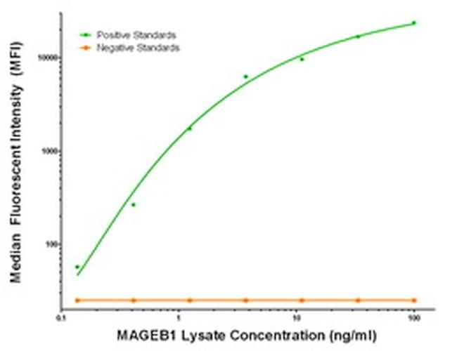 MAGEB1 Antibody in Luminex (Luminex)