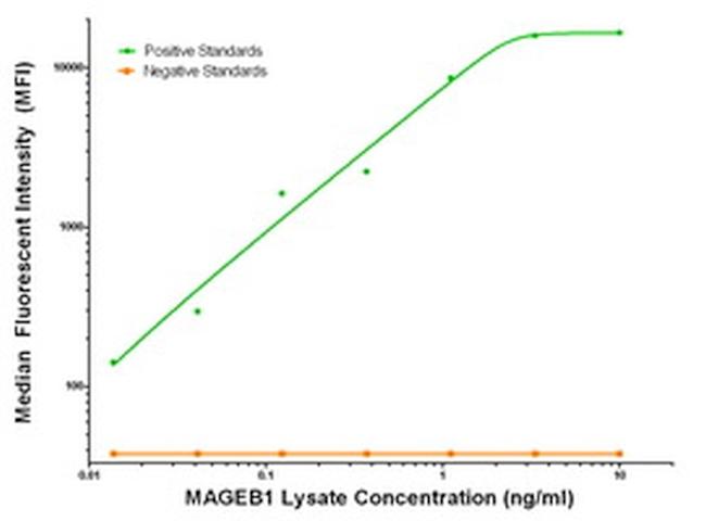 MAGEB1 Antibody in Luminex (Luminex)