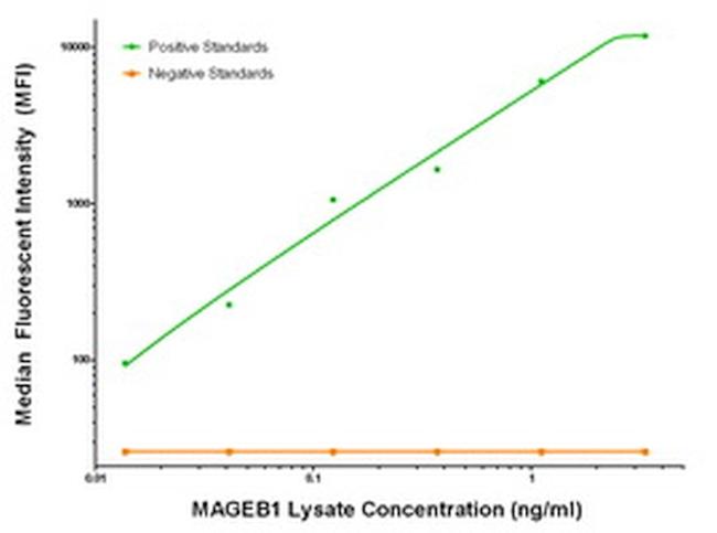 MAGEB1 Antibody in Luminex (Luminex)