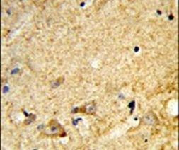 MARVELD2 Antibody in Immunohistochemistry (IHC)