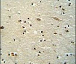 MAMSTR Antibody in Immunohistochemistry (IHC)