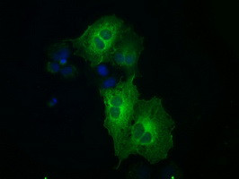 MAP2K1 Antibody in Immunocytochemistry (ICC/IF)