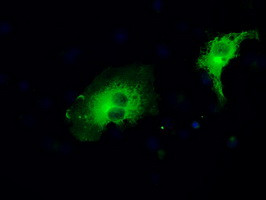 MAP2K1 Antibody in Immunocytochemistry (ICC/IF)