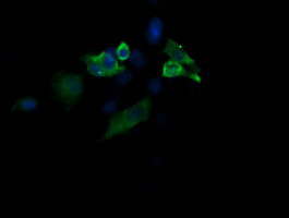 MAP2K1 Antibody in Immunocytochemistry (ICC/IF)