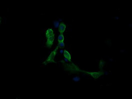 MAP2K1 Antibody in Immunocytochemistry (ICC/IF)