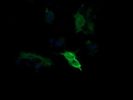 MAP2K1 Antibody in Immunocytochemistry (ICC/IF)