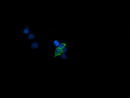 MAP2K1 Antibody in Immunocytochemistry (ICC/IF)