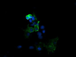 MAP2K1 Antibody in Immunocytochemistry (ICC/IF)