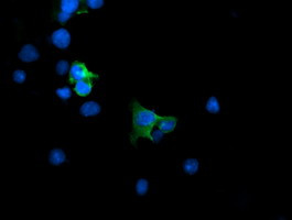 MAP2K1 Antibody in Immunocytochemistry (ICC/IF)