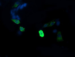 MAP2K1 Antibody in Immunocytochemistry (ICC/IF)