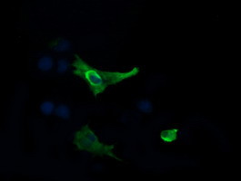 MAP2K1 Antibody in Immunocytochemistry (ICC/IF)
