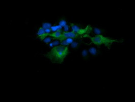 MAP2K1 Antibody in Immunocytochemistry (ICC/IF)