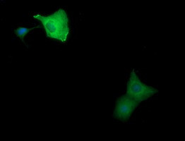 MAP2K1 Antibody in Immunocytochemistry (ICC/IF)