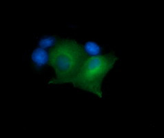 MAP2K1 Antibody in Immunocytochemistry (ICC/IF)
