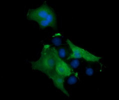 MAP2K1 Antibody in Immunocytochemistry (ICC/IF)