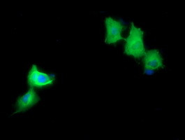 MAP2K1 Antibody in Immunocytochemistry (ICC/IF)