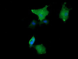 MAP2K1 Antibody in Immunocytochemistry (ICC/IF)