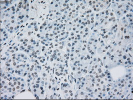 MAP2K2 Antibody in Immunohistochemistry (Paraffin) (IHC (P))