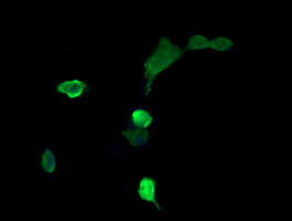 MAP2K3 Antibody in Immunocytochemistry (ICC/IF)
