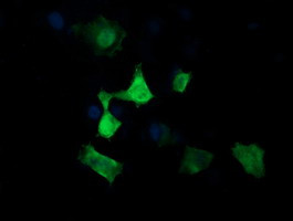 MAP2K3 Antibody in Immunocytochemistry (ICC/IF)