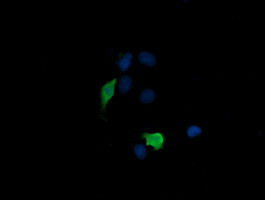 MAP2K3 Antibody in Immunocytochemistry (ICC/IF)