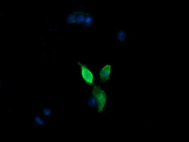 MAP2K3 Antibody in Immunocytochemistry (ICC/IF)