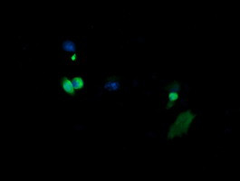 MAP2K3 Antibody in Immunocytochemistry (ICC/IF)