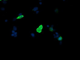 MAP2K3 Antibody in Immunocytochemistry (ICC/IF)