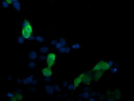 MAP2K3 Antibody in Immunocytochemistry (ICC/IF)