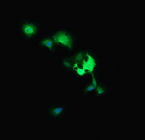 MAP2K3 Antibody in Immunocytochemistry (ICC/IF)