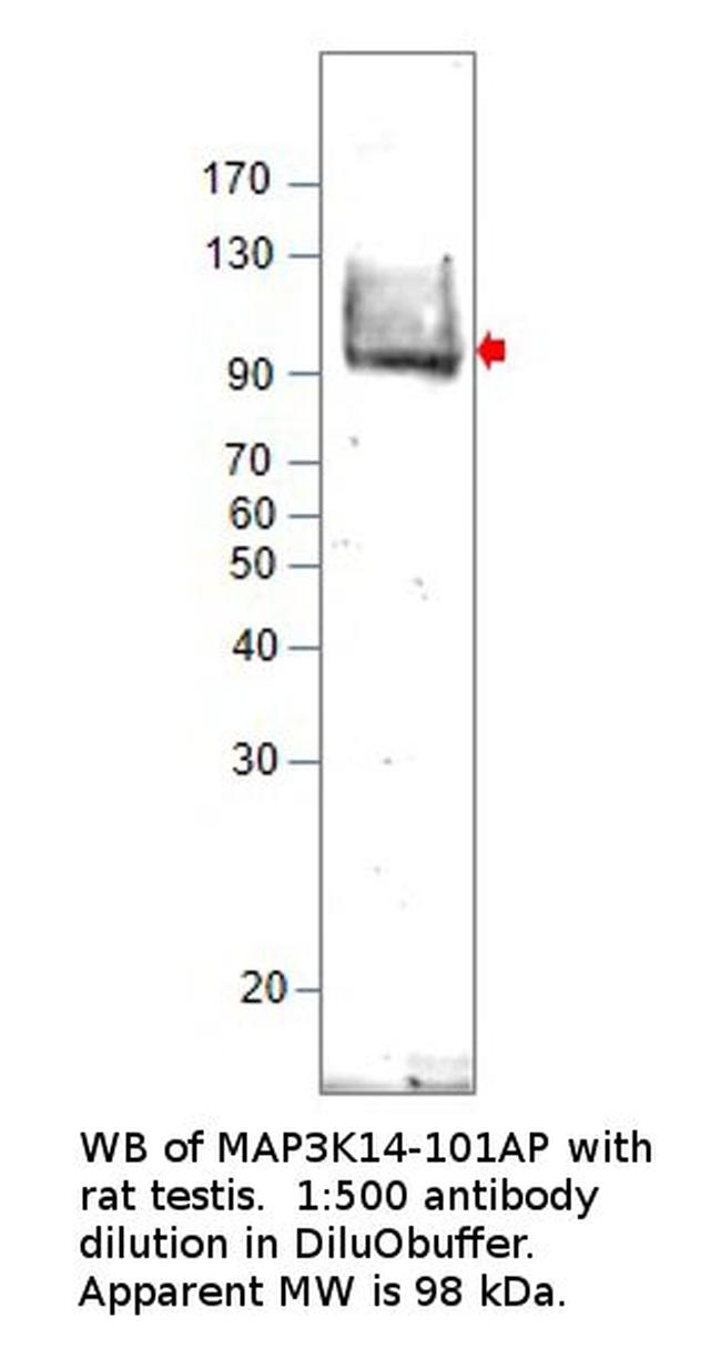MAP3K14 Antibody in Western Blot (WB)
