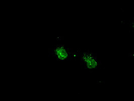 MAPK1 Antibody in Immunocytochemistry (ICC/IF)