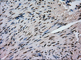 MAPK1 Antibody in Immunohistochemistry (Paraffin) (IHC (P))