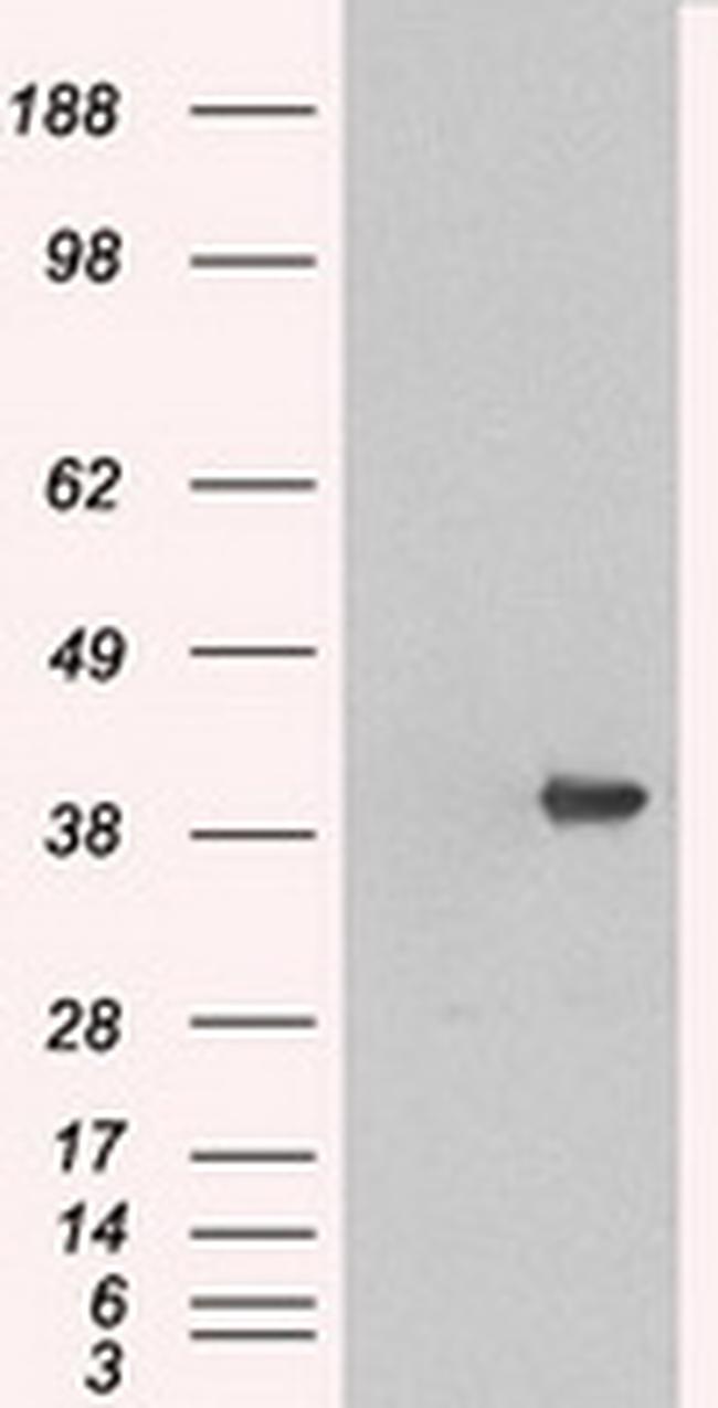 MAPK1 Antibody in Western Blot (WB)