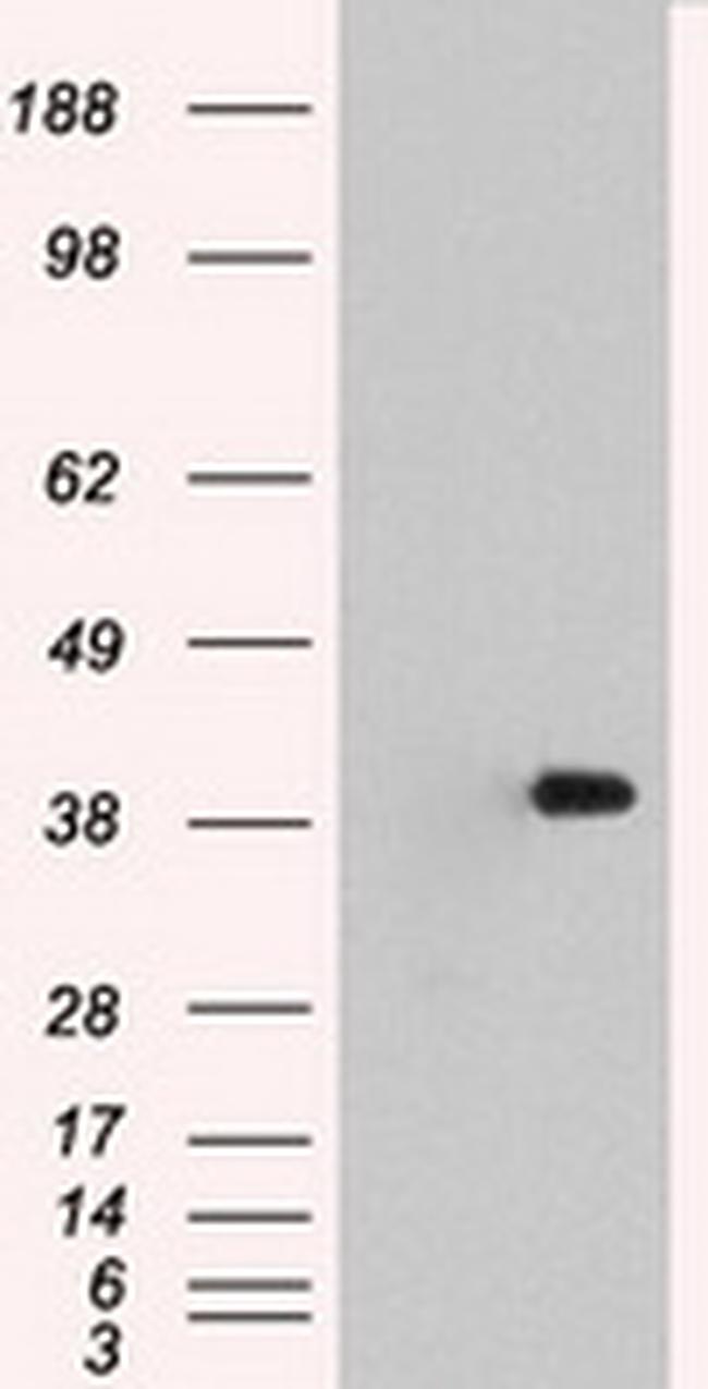 MAPK1 Antibody in Western Blot (WB)