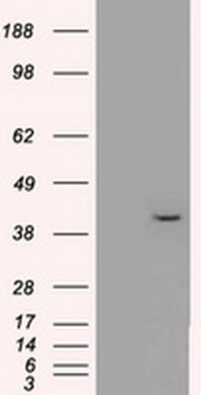 MAPK1 Antibody in Western Blot (WB)