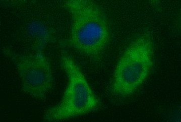 MAPK13 Antibody in Immunocytochemistry (ICC/IF)