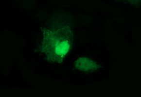 MAPK13 Antibody in Immunocytochemistry (ICC/IF)