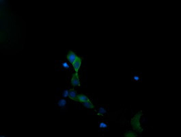 MAPK13 Antibody in Immunocytochemistry (ICC/IF)
