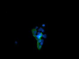 MAPK13 Antibody in Immunocytochemistry (ICC/IF)