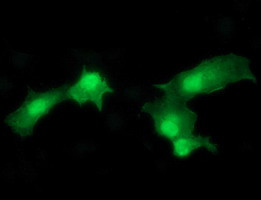 MAPK13 Antibody in Immunocytochemistry (ICC/IF)