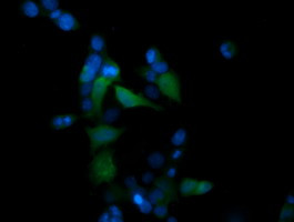 MAPK13 Antibody in Immunocytochemistry (ICC/IF)
