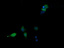 MAPK13 Antibody in Immunocytochemistry (ICC/IF)